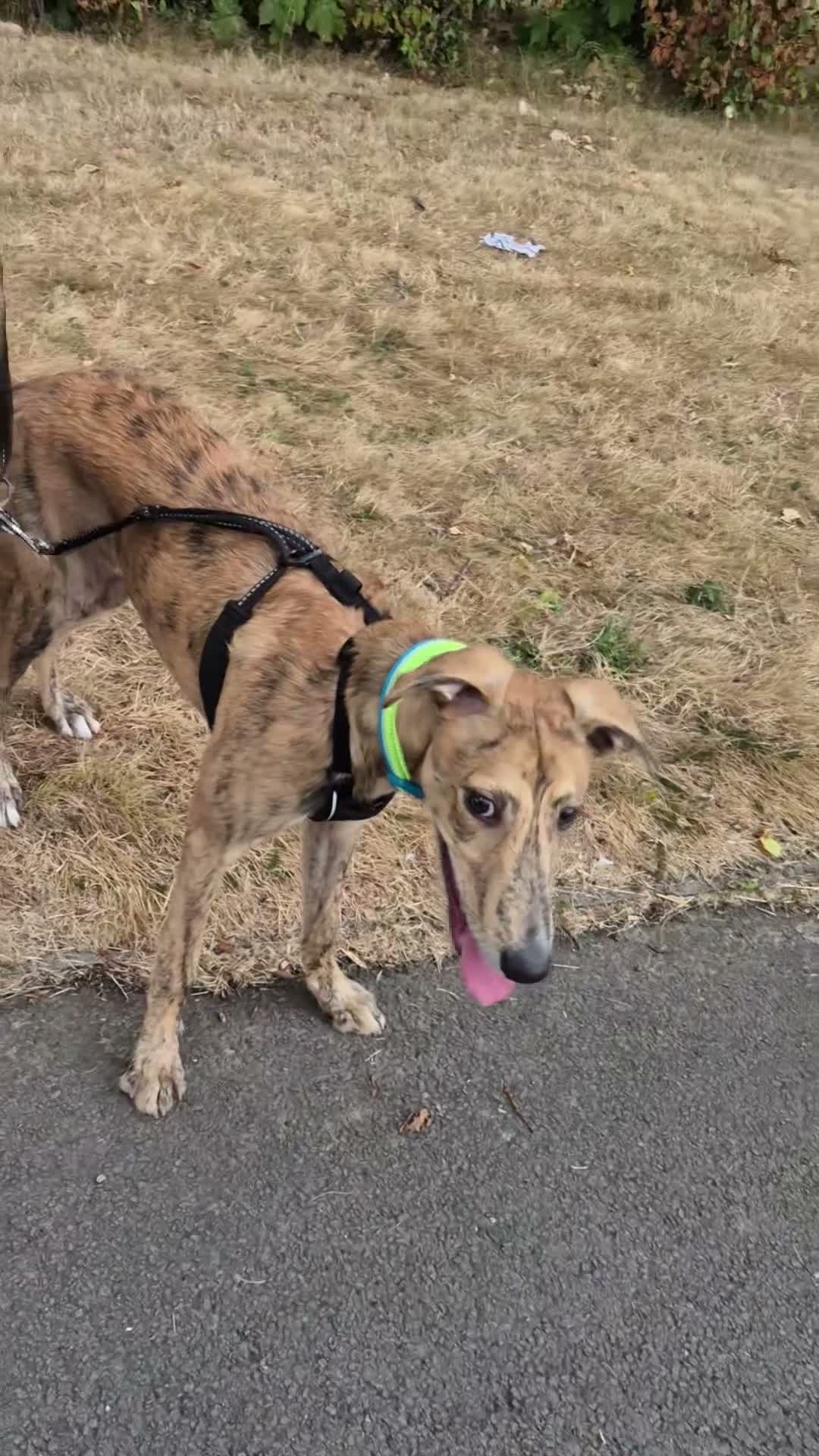 Mixed Breed dogs for sale: Boy lurcher whippet in Cwmbran - Video 1