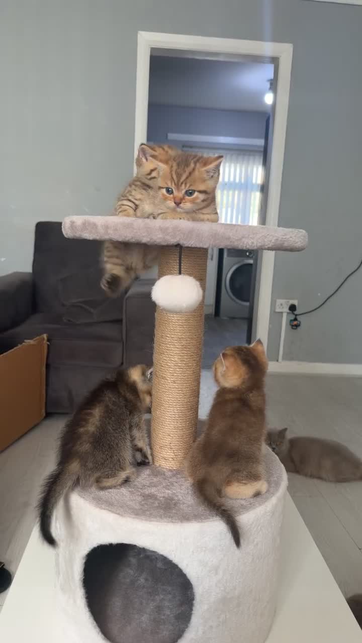 British Shorthair cats for sale: Rare blue golden and black  shaded boys  - Video 1