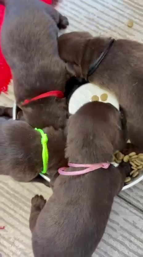 Labrador Retriever dogs for sale: Chocolate Labs Extenively health Tested  - Video 1