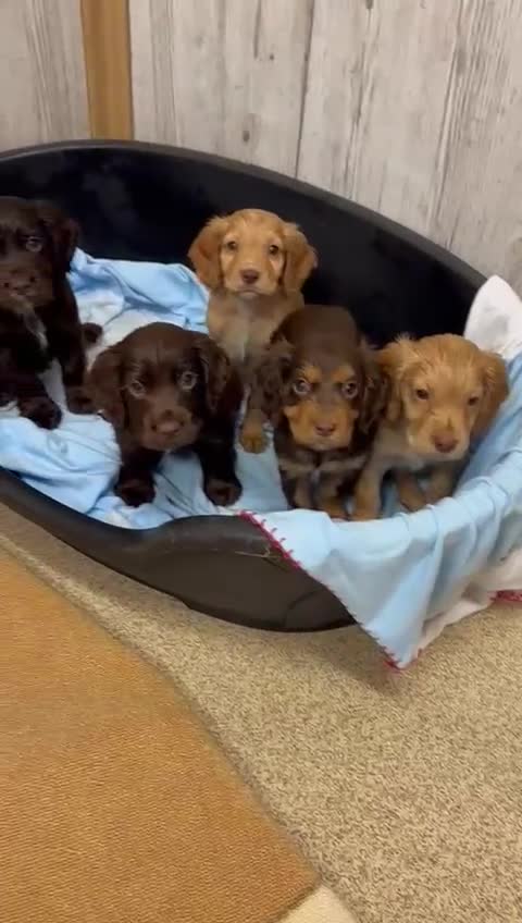 Cocker Spaniel dogs for sale: Kc registered cocker spaniel puppies  - Video 1