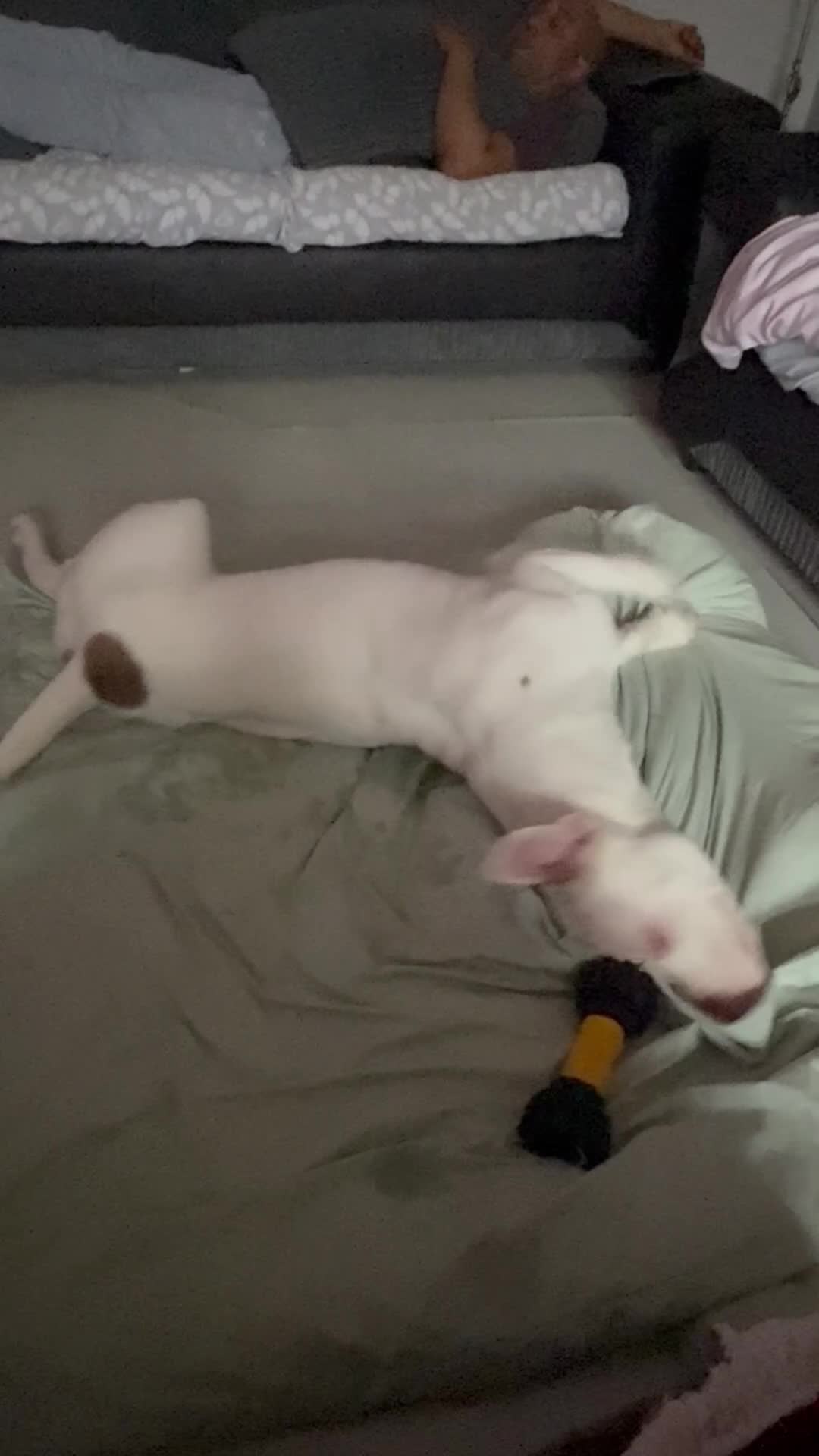 Mixed Breed dogs for sale: 1 year old male in London - Video 1