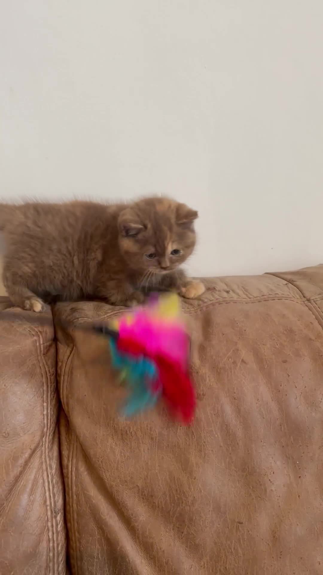 British Shorthair cats for sale: Cinnamon tortie female 🇬🇧 shorthair - Video 1
