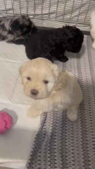 Shihpoo dogs for sale: 1 Shih poo girl ready to leave  - Video 3