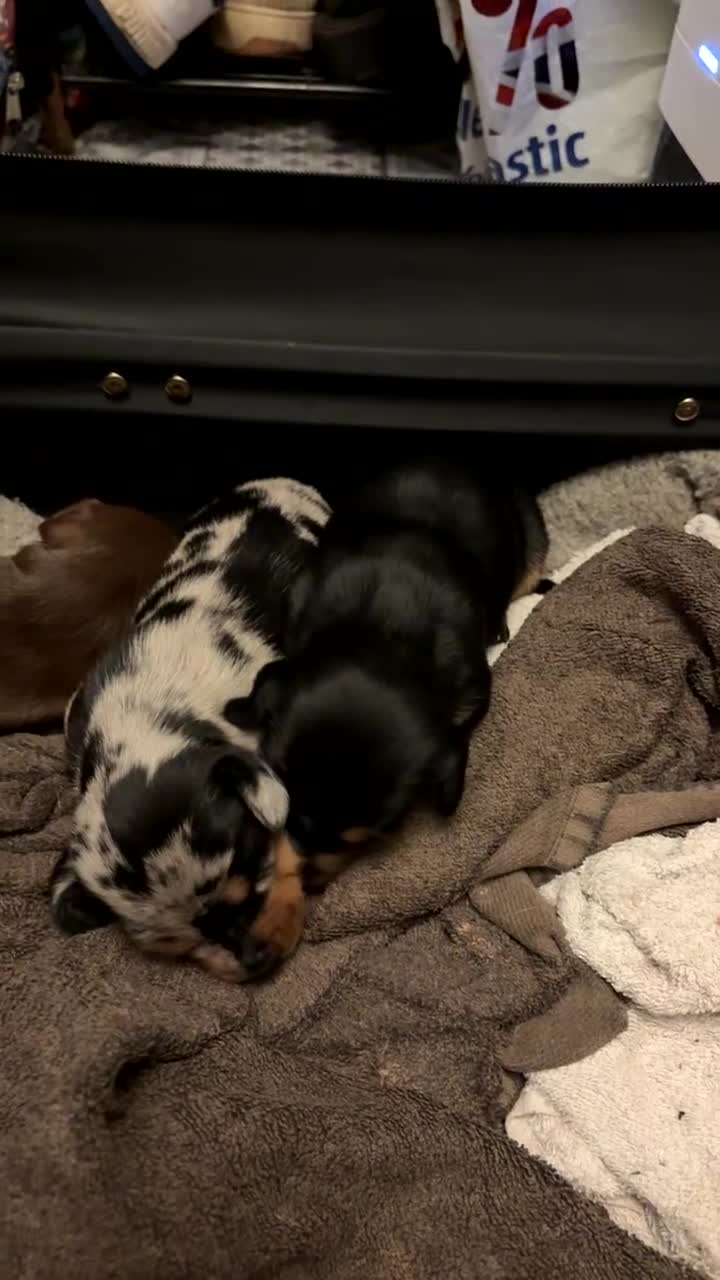 Miniature Dachshund dogs for sale: Miniature dachshund puppies  - Video 2