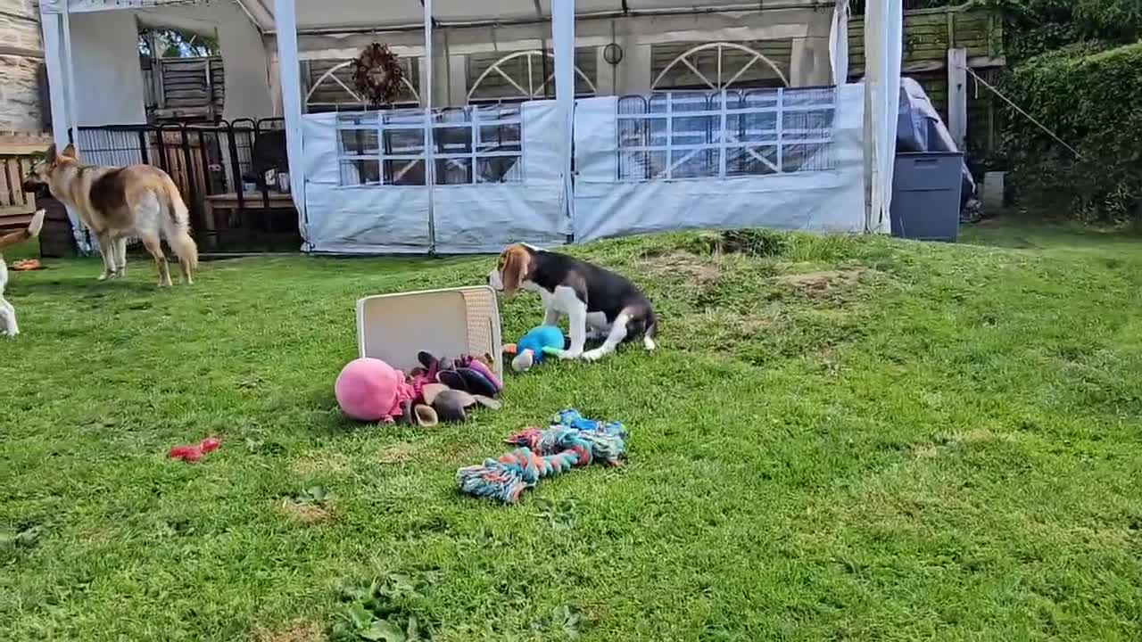 Beagle dogs for sale: Stunning Male Blanket Tri Beagle Puppy - Ready Now - Video 3