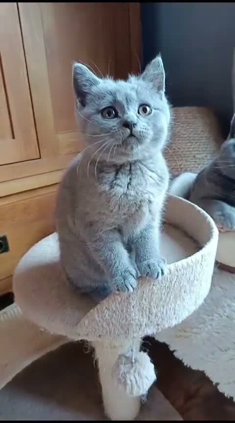 British Shorthair cats for sale: Blue British shorthairs kittens with GCCFpedigree - Video 1