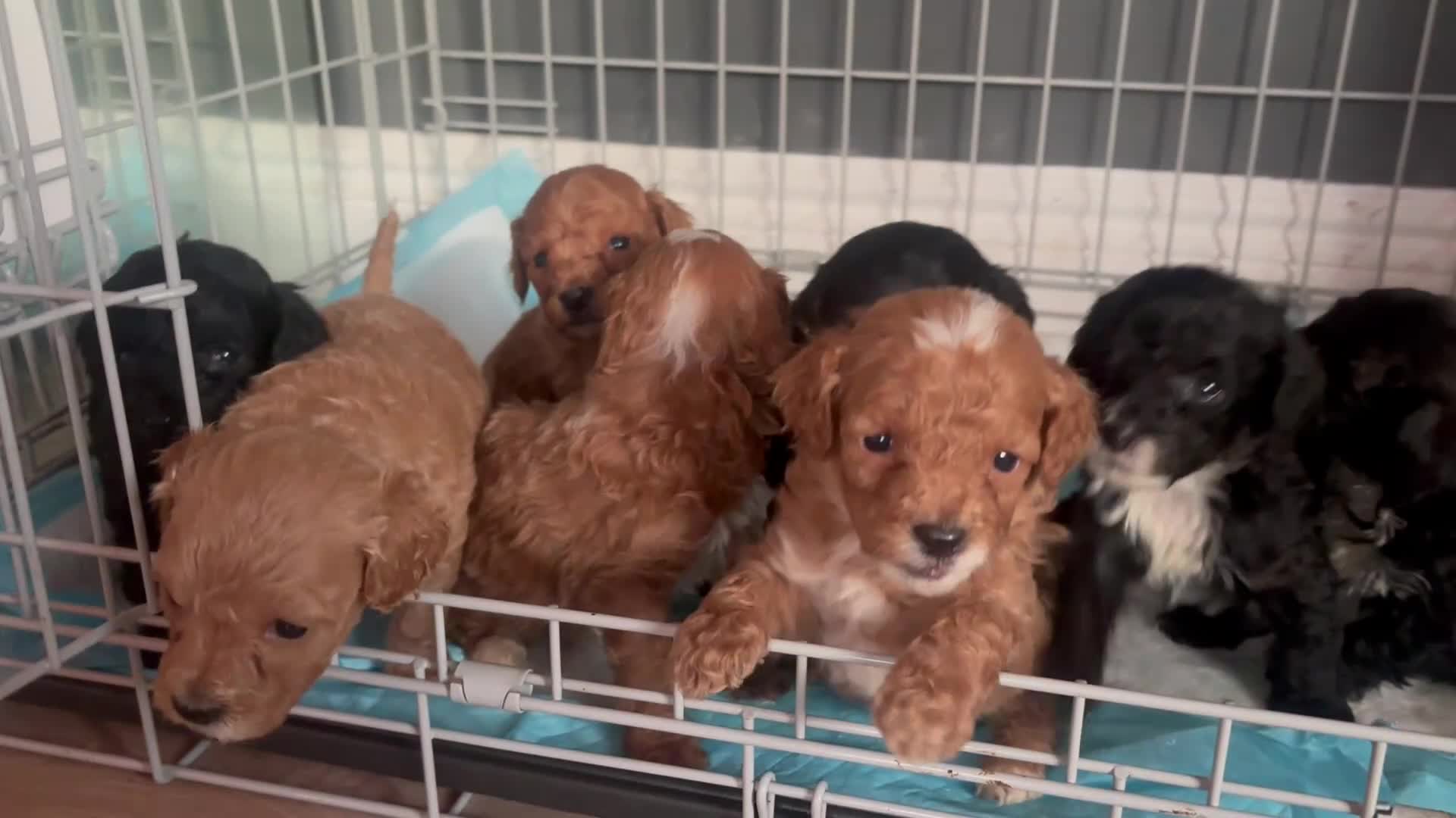 Cockapoo dogs for sale: Stunning cockapoos bundle of joy  - Video 1