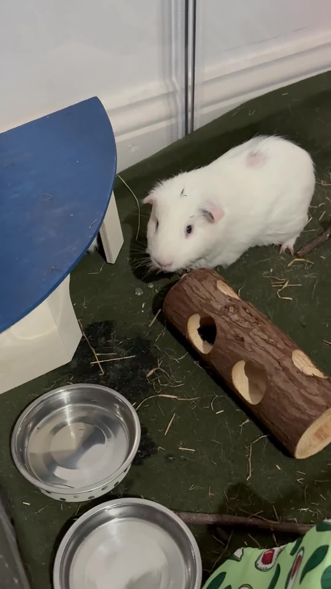 Guinea Pig rodents for sale: 2 Male Guinea Pig & Enclosure  - Video 1