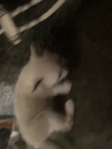 British Shorthair cats for sale: Kittens for sale - Video 4
