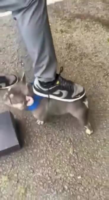 French Bulldog dogs for sale: French Bulldog Puppies - Video 1