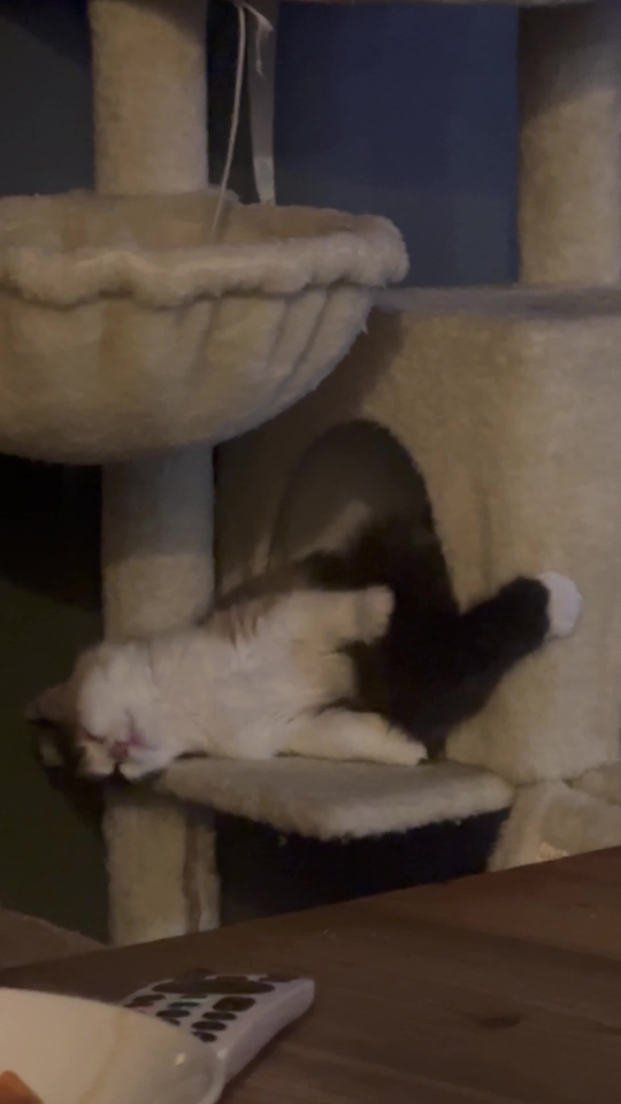 British Longhair cats for sale: 🐈‍⬛ British Longhair Mix Brother & Sister 🐈‍⬛  - Video 2