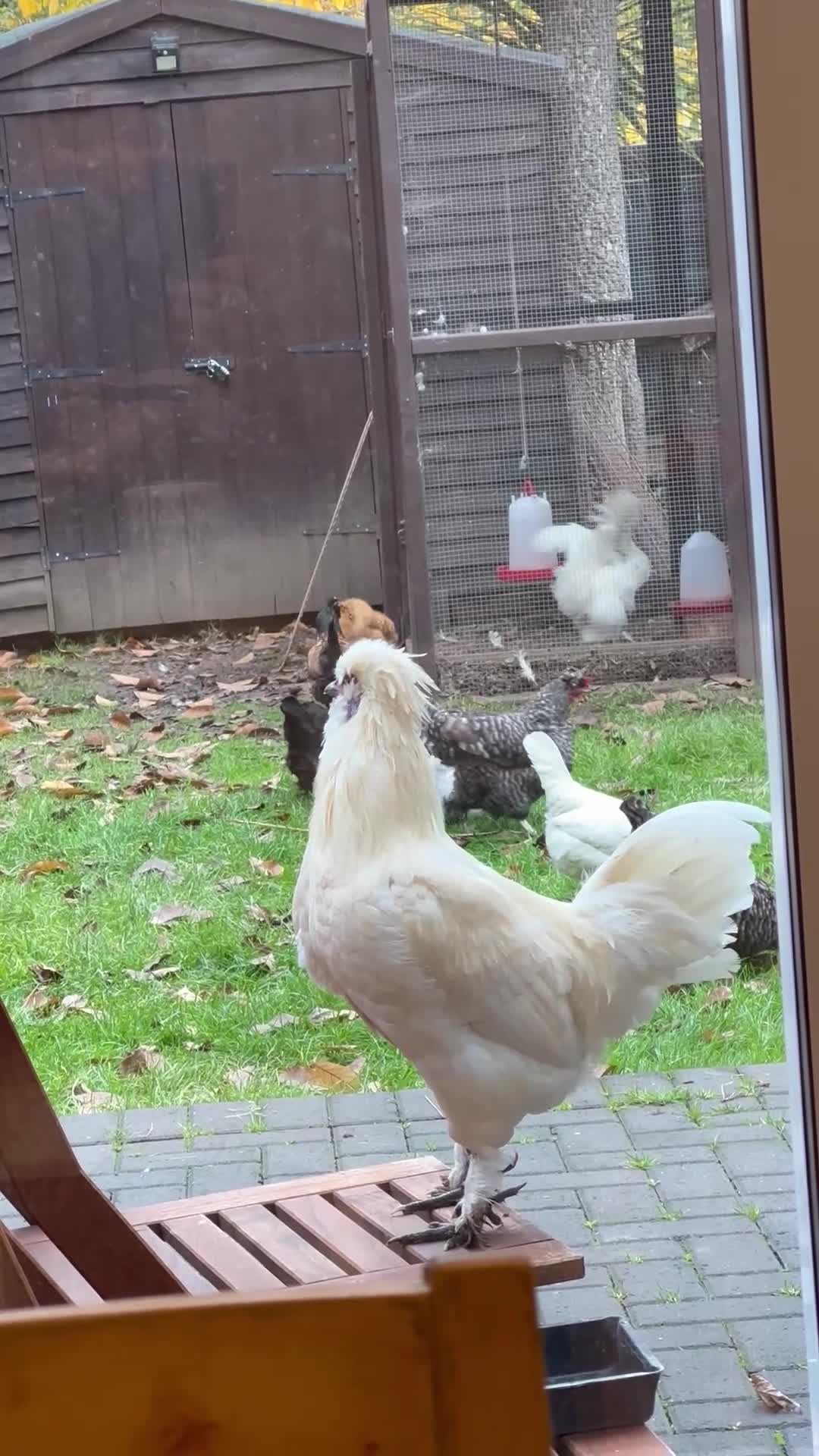 Chickens poultry for sale: Rooster needing a new home - Video 1