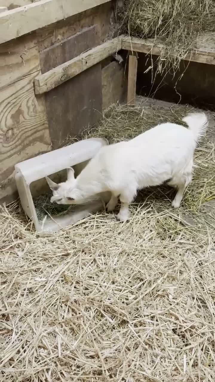 Goats livestock for sale: Gorgeous Pygmy Billy  - Video 1