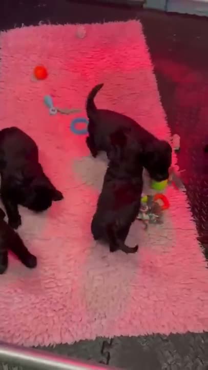 Russian Black Terrier dogs for sale: Black Russian Terrier 🐾 - Video 4