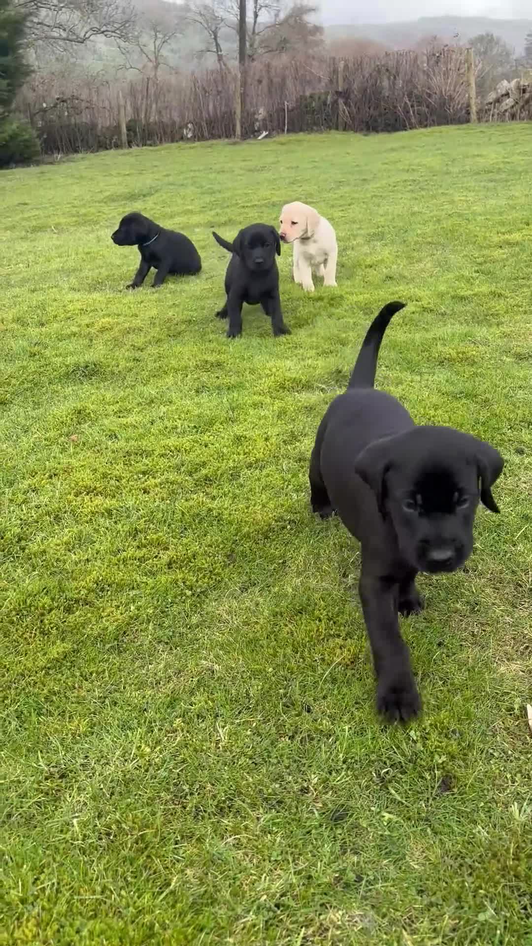 Labrador Retriever dogs for sale: Labrador puppies for sale - Video 1