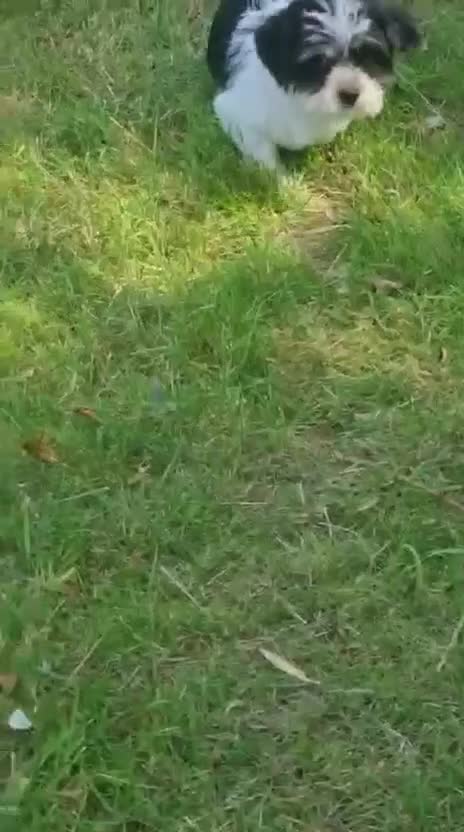 Shorkie dogs for sale: Shorkie pups ready now - Video 4