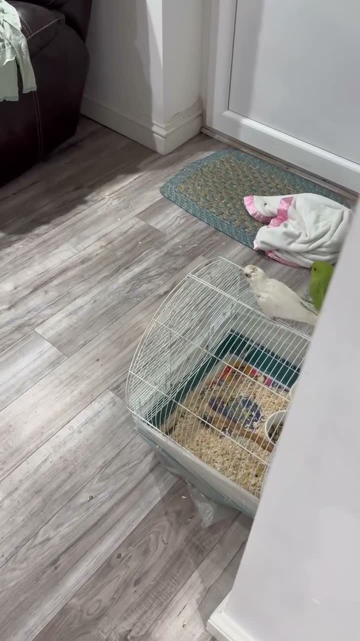 Cockatiels birds for sale: Tamed, spoon fed baby cockatail - Video 1