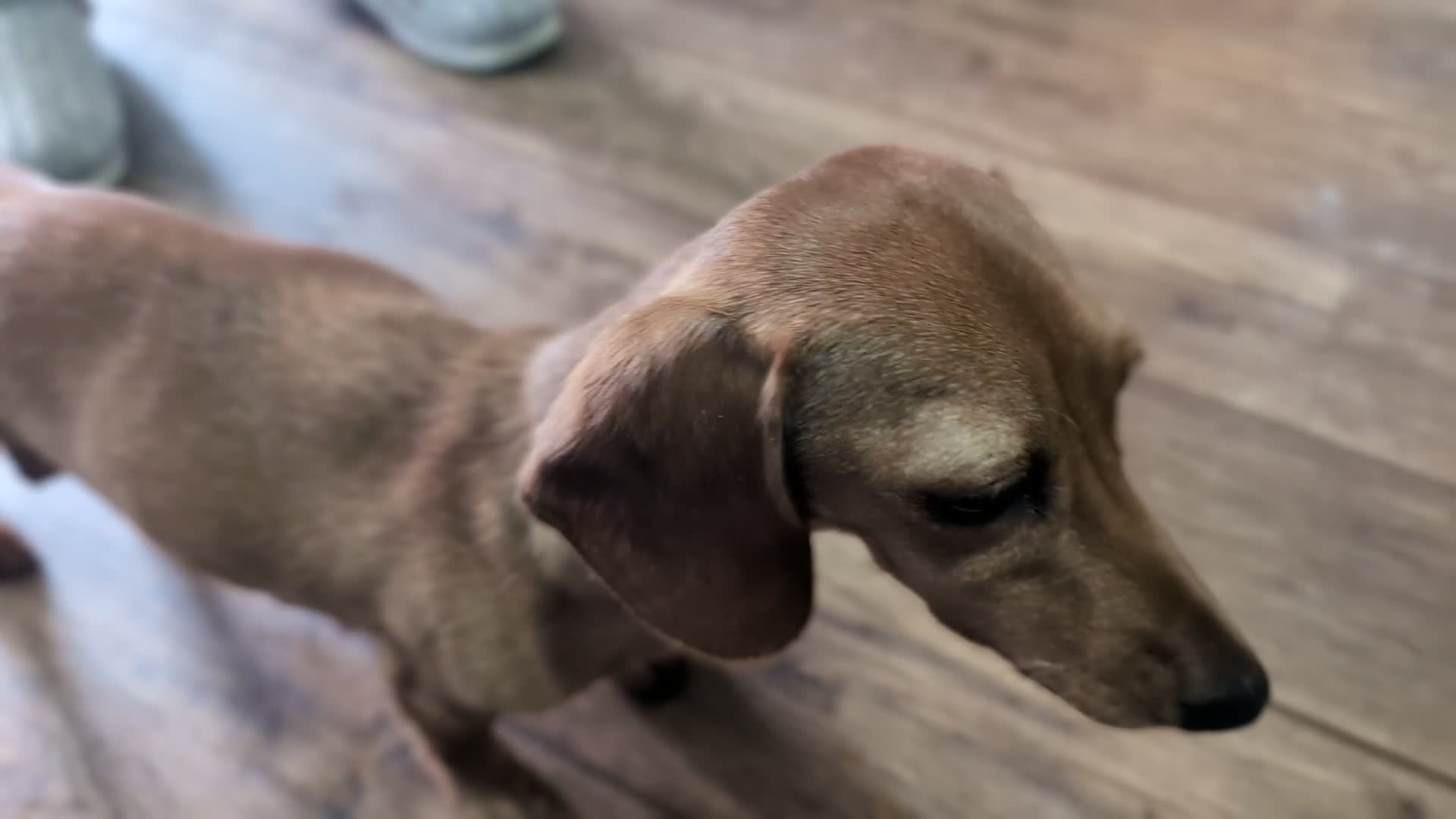 Dachshund dogs for sale: 2 Female miniature dachshund puppies - Video 3
