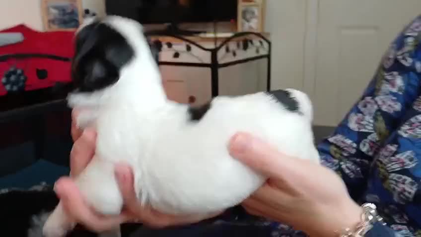 Havanese dogs for sale: Stunning KC registered Havanese puppies - Video 2