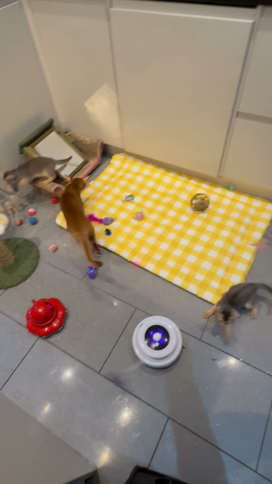 Abyssinian cats for sale: Three Abyssinian sisters looking for a new home - Video 3