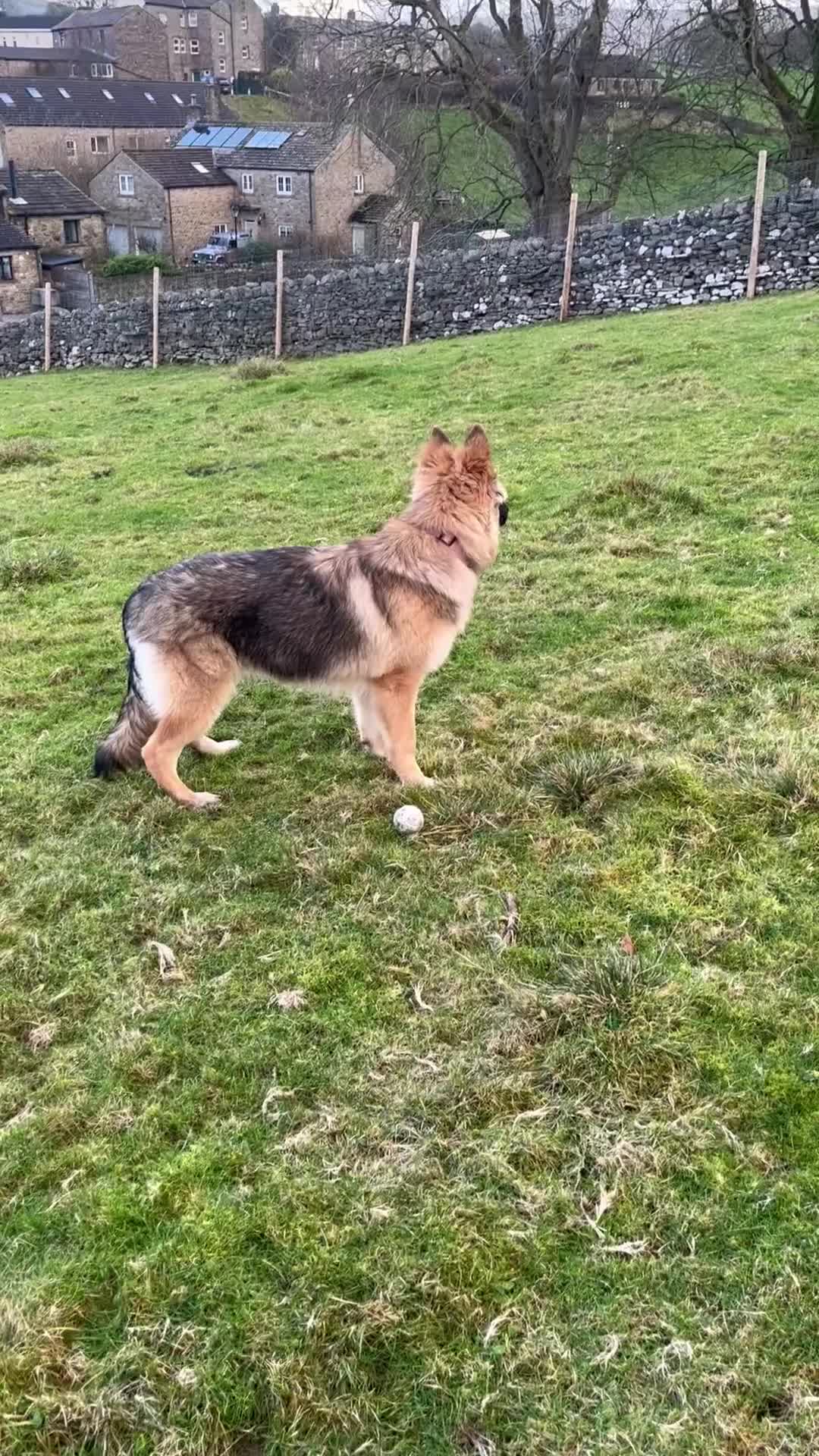 German Shepherd dogs for sale: German Shepherd (girl) - Video 1