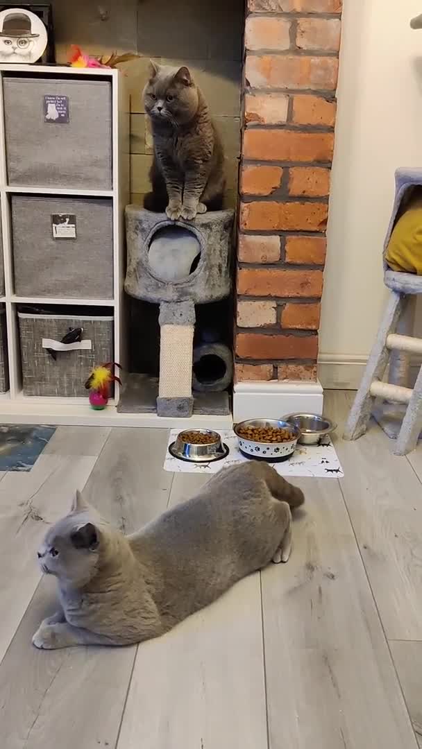 British Shorthair cats for stud: Active Reg.GCCF Quality Boy For STUD ONLY.CCTV24/7 in Manchester - Video 5