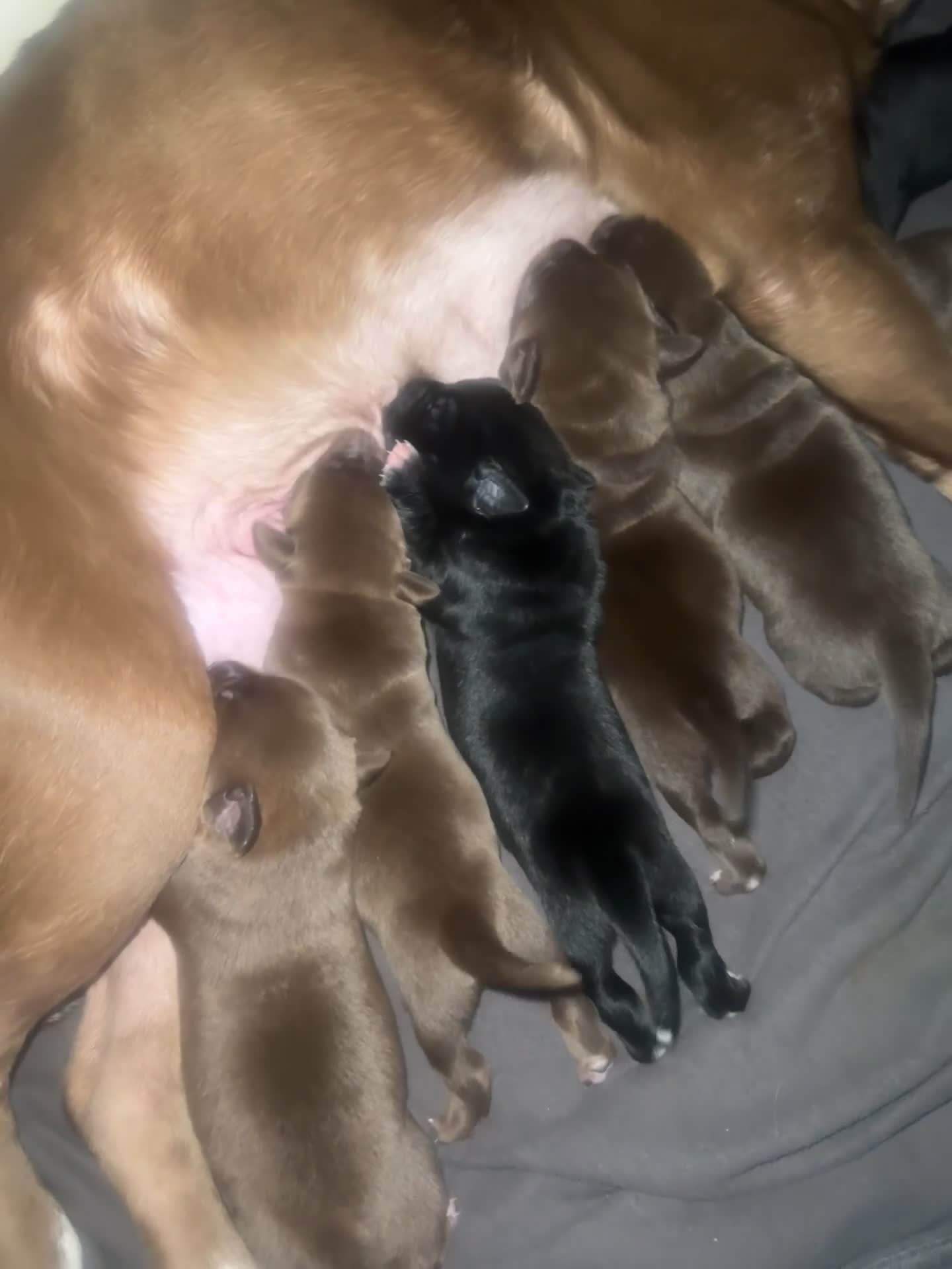 Mixed Breed dogs for sale: Shar Pei cross breed X Labrador Puppies  - Video 2