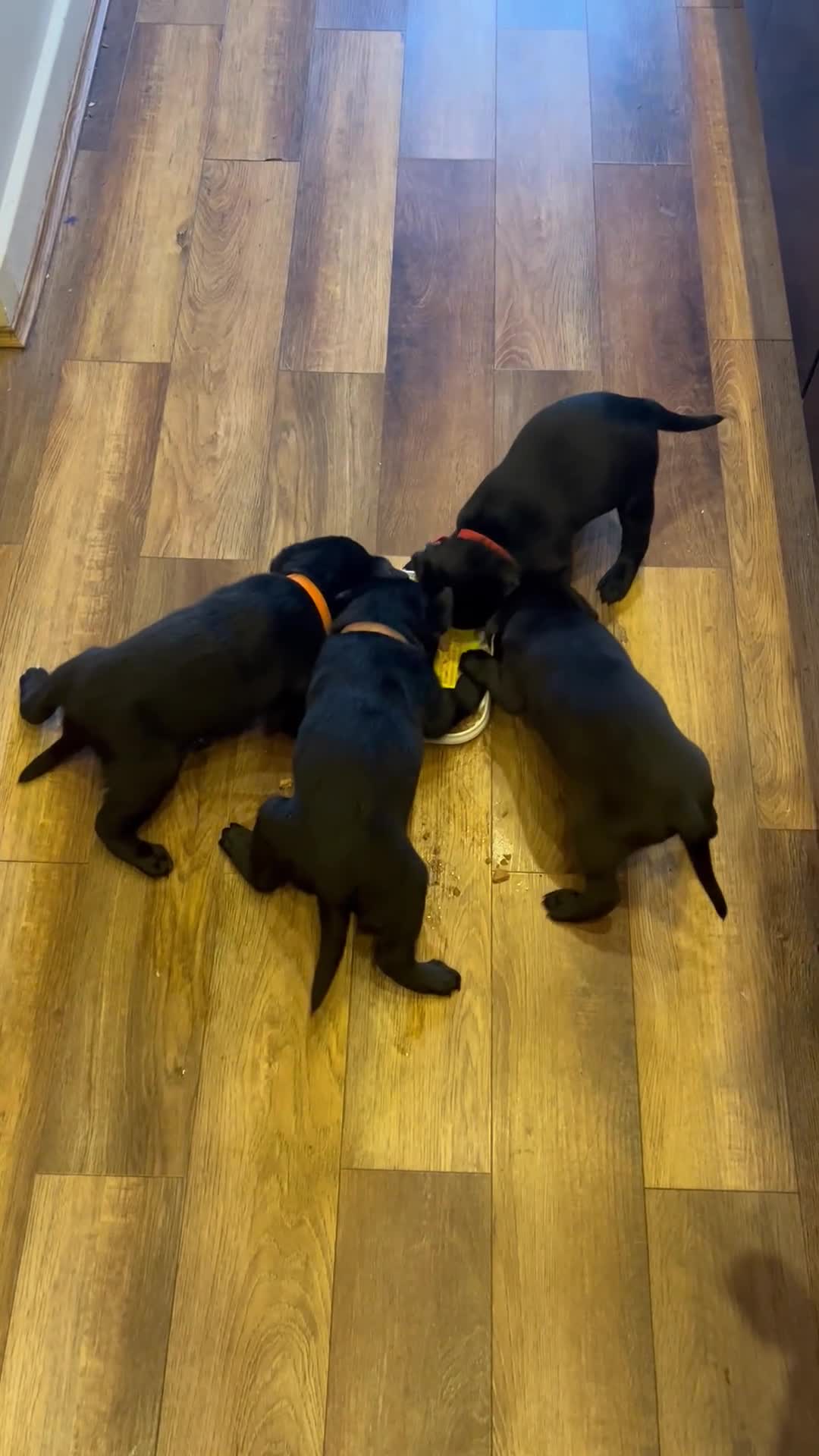 Borador dogs for sale: Borador puppies  - Video 2