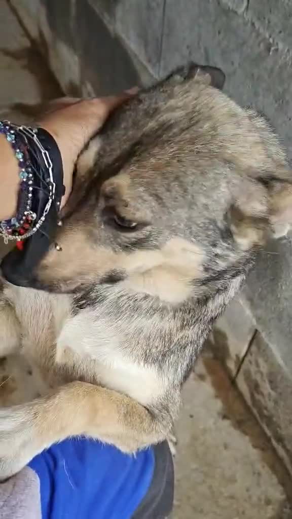 Mixed Breed dogs for adoption: Pippa – A Truly Special Little Soul 💛 - Video 1