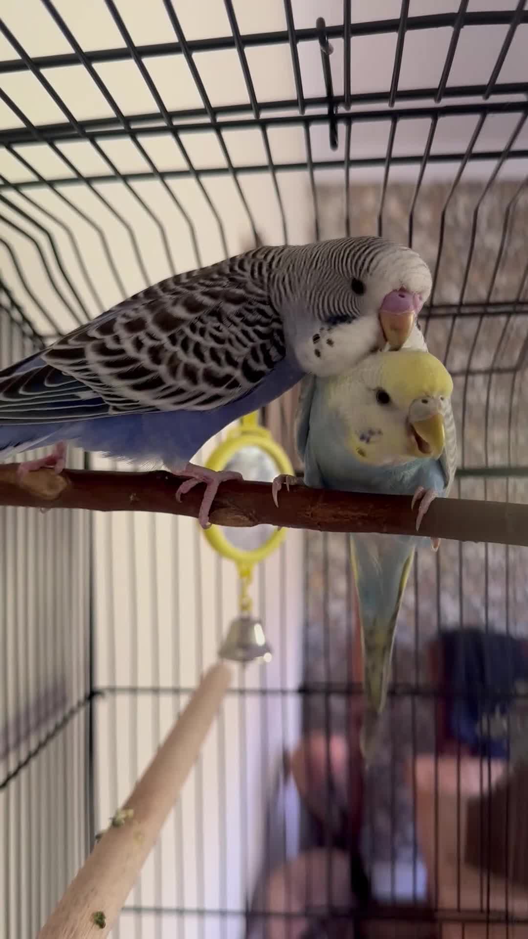 Budgerigars birds for sale: Bonded Budgies For Sale  in Wolverhampton - Video 1