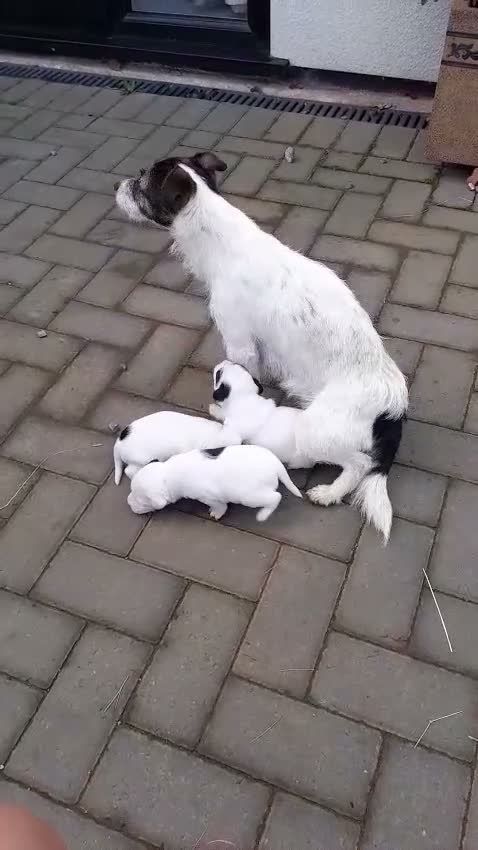 Jack Russell dogs for sale: 2x male Jack russel puppies  in Crediton - Video 2