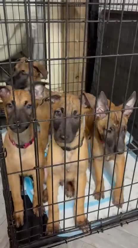 Belgian Shepherd Dog dogs for sale: Belgian malinois puppy's  - Video 2