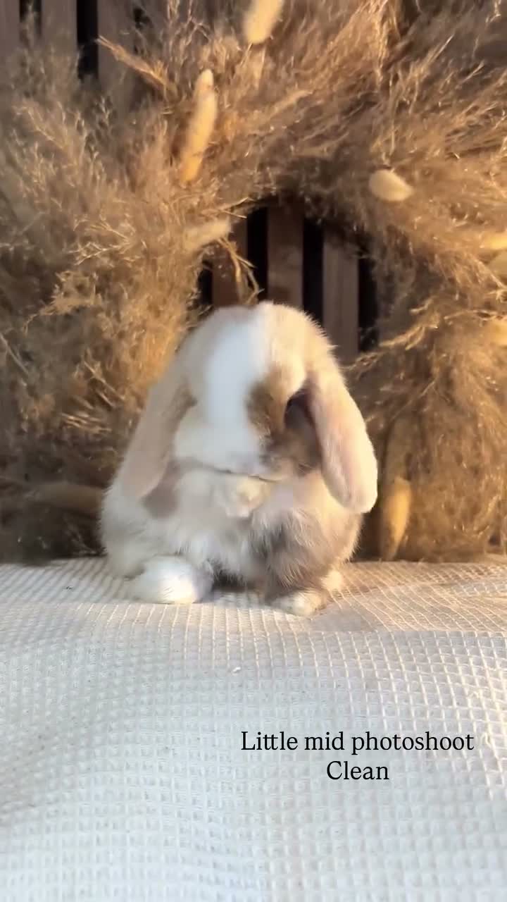 Mini Lop rabbits for sale: Chocolate Harli split doe  - Video 1