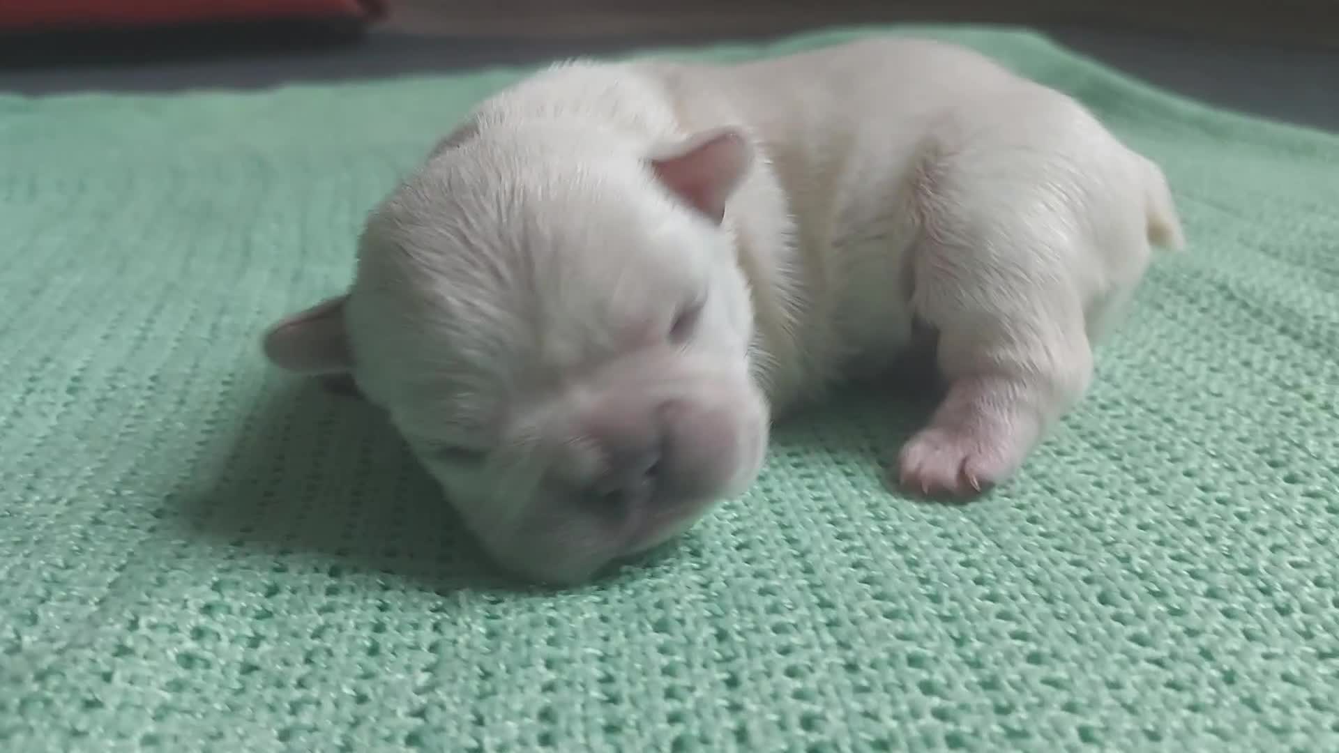 French Bulldog dogs for sale: 4 fluffy French bull dogs pups males 1 female  - Video 2