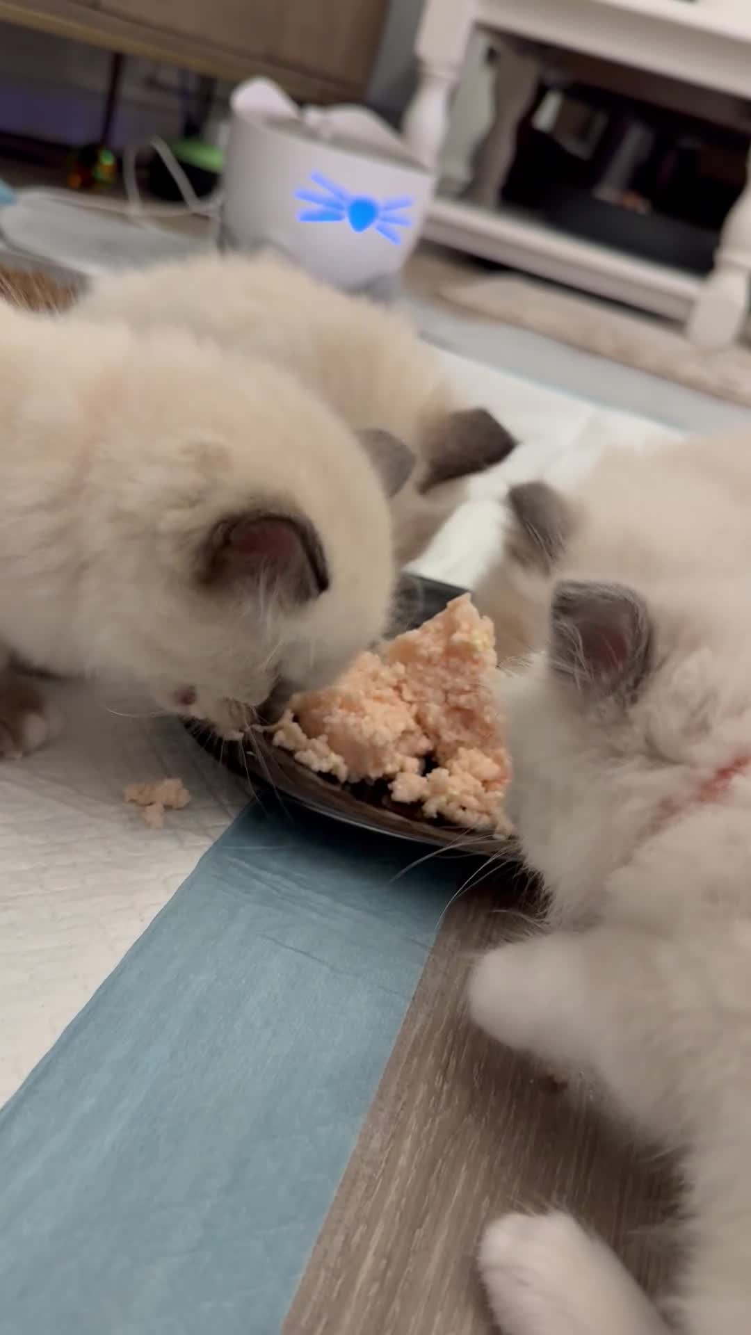 Ragdoll cats for sale: Ragdolls kittens 2 girls & 3 boys  - Video 1