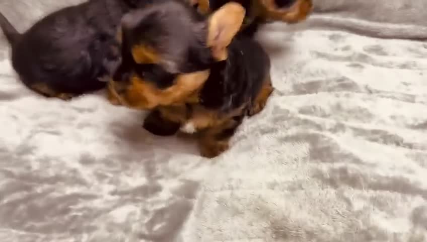 Yorkshire Terrier dogs for sale: YORKIE PUPPIES - Video 2
