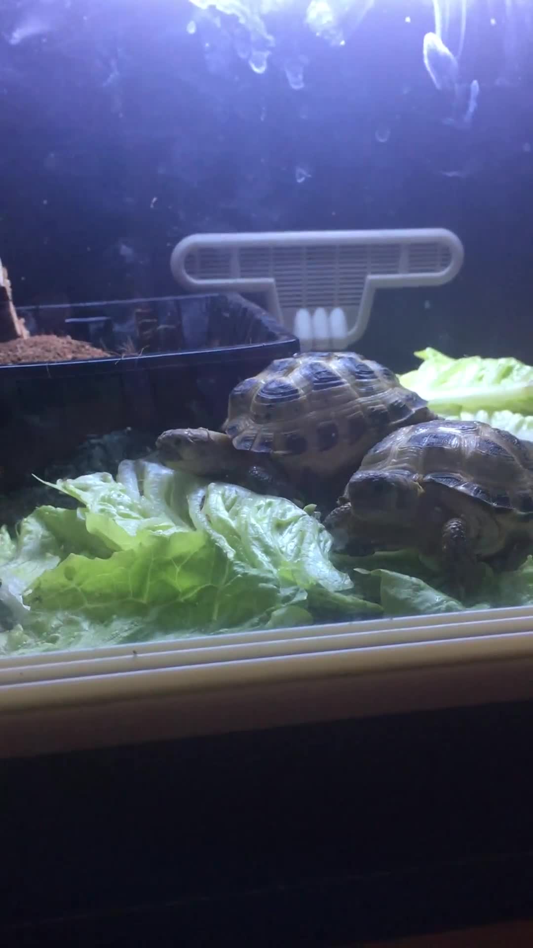 Tortoise reptiles for sale: Two Russian tortoises for sale - Video 1