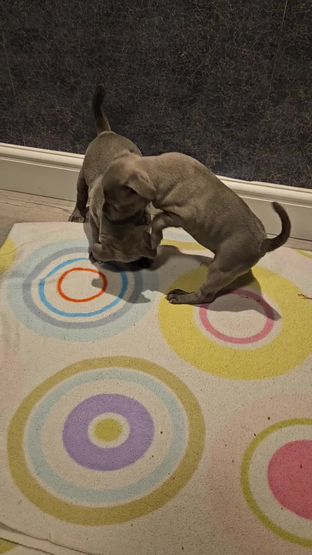 Staffordshire Bull Terrier dogs for sale: Blue staffordshire bull terrier pups - Video 2