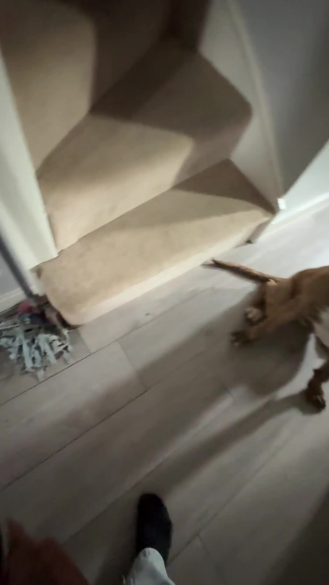 Mixed Breed dogs for sale: For sale  - Video 2