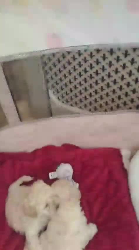 Mixed Breed dogs for sale: Stunning Maltipoo Puppies in Swanley - Video 1