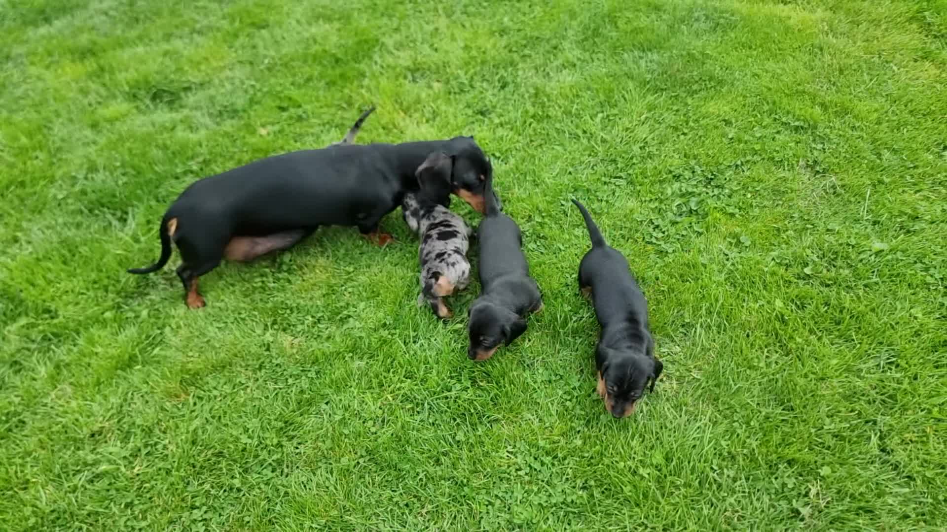 Miniature Dachshund dogs for sale: Stunning KC Health Tested Miniature Dachshunds - Video 1