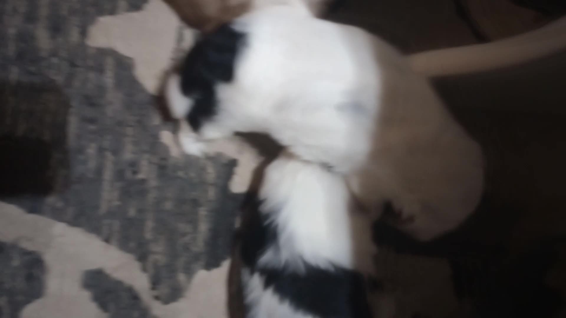 Shih Tzu dogs for sale: Adorable shih-tzu puppies - Video 1