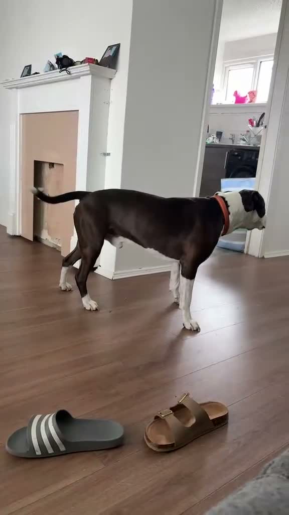 Mixed Breed dogs for sale: Zeus looking for a loving home  in Shildon - Video 2