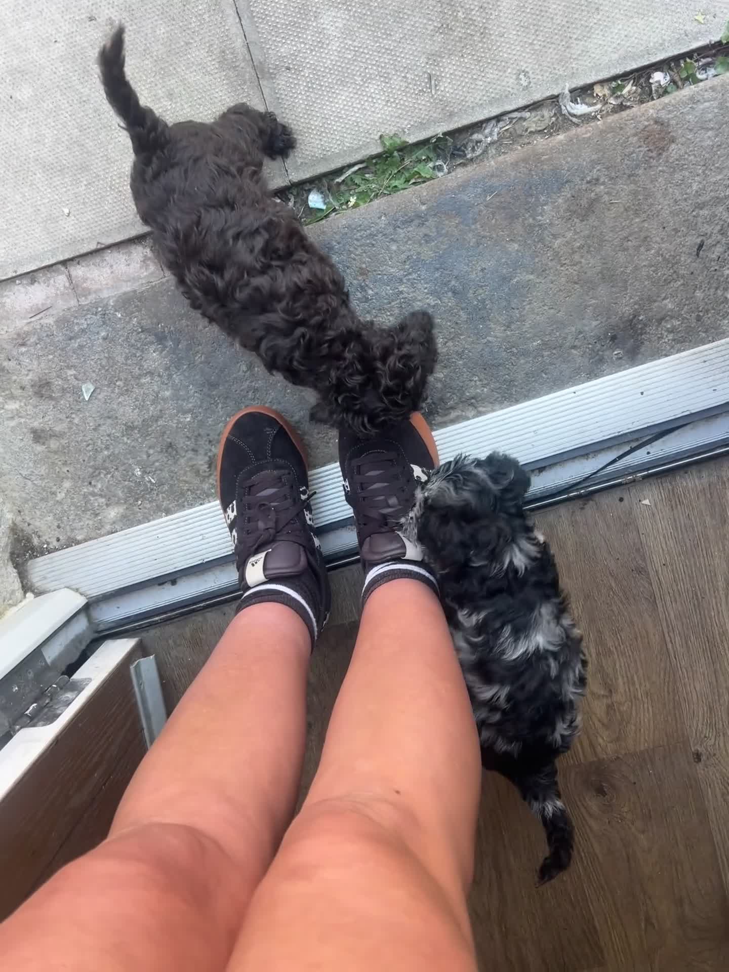 Cockapoo dogs for sale: Tri merle cockerpoos - Video 1