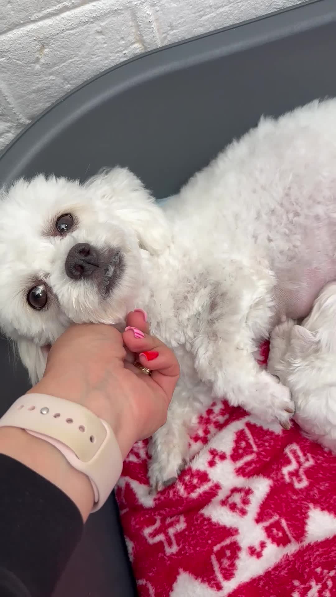 Bichon Frise dogs for sale: Bichon Frise 3 males 1 female in Ipswich - Video 1