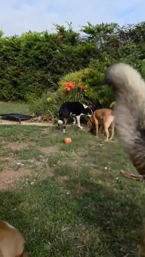 Mixed Breed dogs for adoption:     🐾 Tommy 💙 Your Dog’s New Best Friend  - Video 1