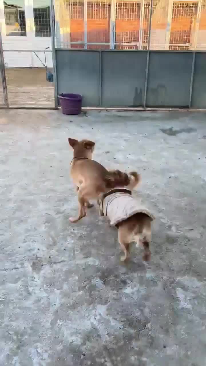 Mixed Breed dogs for adoption: OSCAR - Video 1