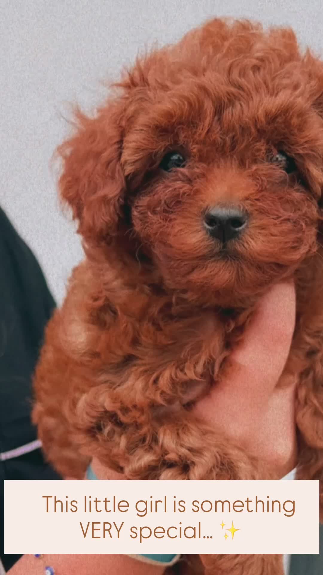 Toy Poodle dogs for sale: 🧸Asian poodle girl 🧸 in Bishop's Stortford - Video 1
