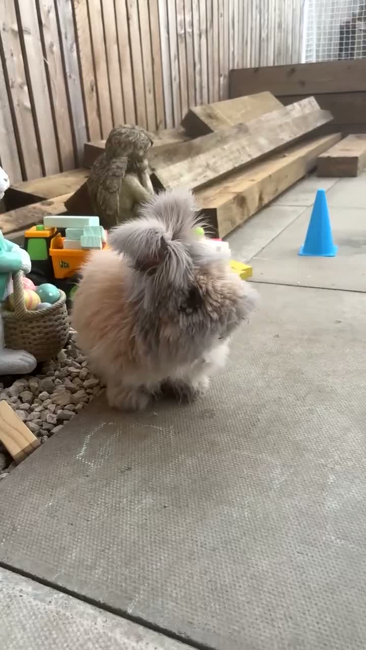 Angora rabbits for sale: Angora house bunny male  in Stirling - Video 1