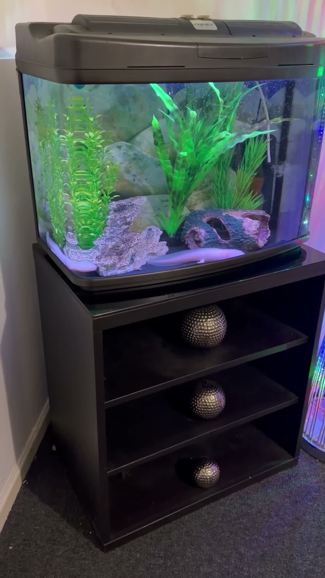 Axolotl reptiles for sale: 🦎 Two Adult Axolotls + Complete Aquarium Setup - Video 1